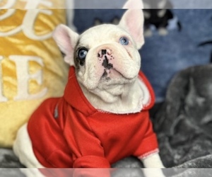 French Bulldog Puppy for sale in REVERE, MA, USA