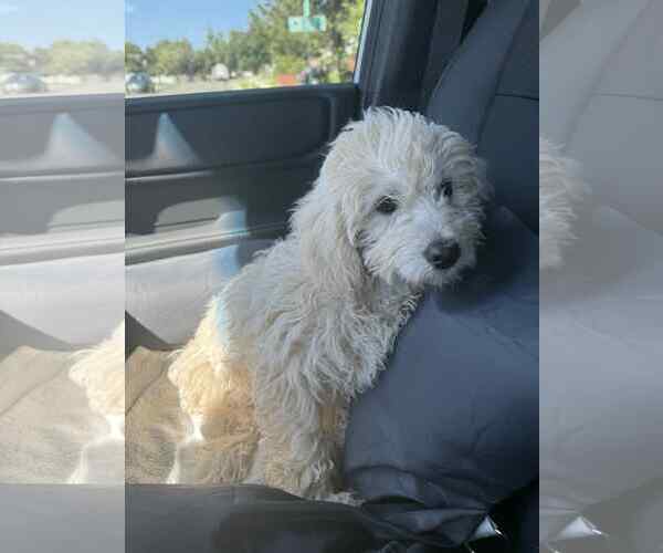 Medium Photo #6 Mutt Puppy For Sale in Sandy, UT, USA