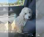 Small #5 Mutt