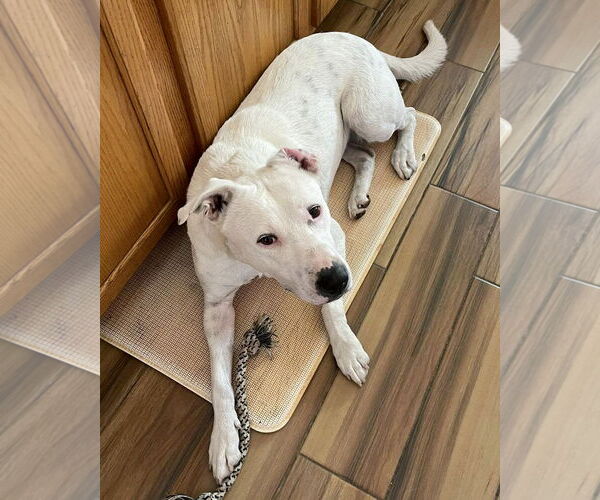 Medium Photo #4 American Pit Bull Terrier-Unknown Mix Puppy For Sale in Corona, CA, USA