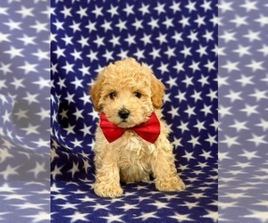 Bichpoo Puppy for sale in LINCOLN UNIV, PA, USA