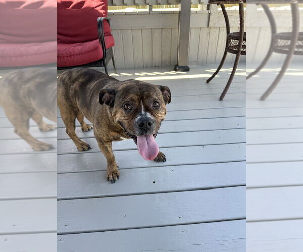 Medium Photo #1 American Pit Bull Terrier-Bulldog Mix Puppy For Sale in Wenonah, NJ, USA