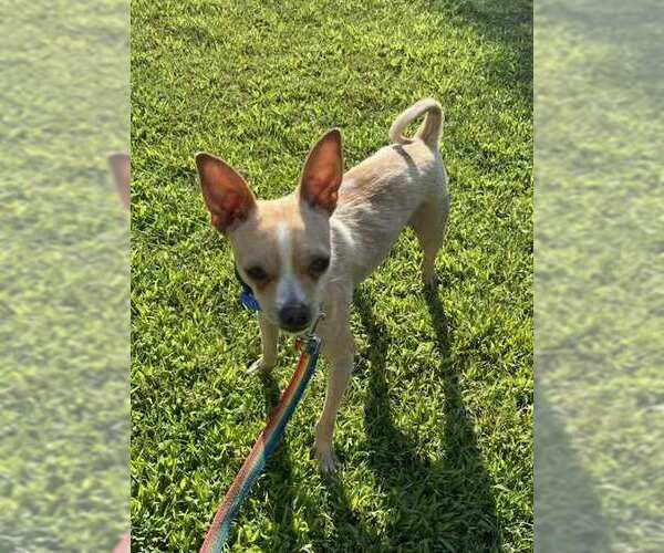 Medium Photo #2 Chihuahua-Unknown Mix Puppy For Sale in Visalia, CA, USA