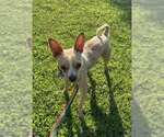 Small Photo #2 Chihuahua-Unknown Mix Puppy For Sale in Visalia, CA, USA