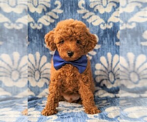 Poodle (Miniature) Puppy for sale in OXFORD, PA, USA