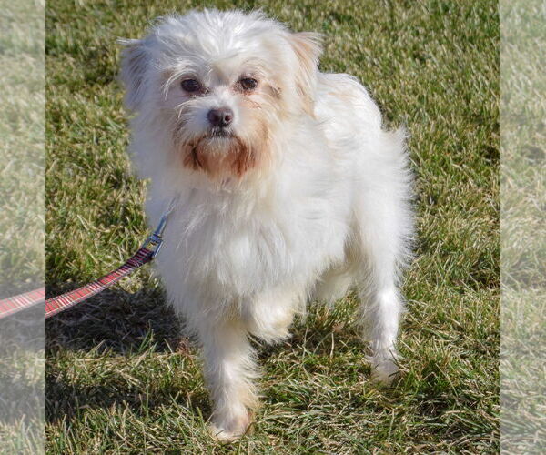 Medium Photo #5 Maltese-Unknown Mix Puppy For Sale in Huntley, IL, USA