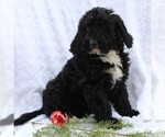 Small Photo #4 Miniature Bernedoodle Puppy For Sale in EPHRATA, PA, USA