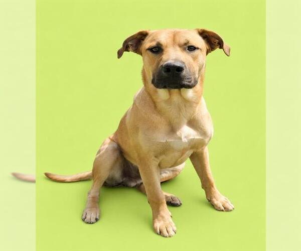 Medium Photo #1 Labrador Retriever-Unknown Mix Puppy For Sale in HESPERIA, CA, USA