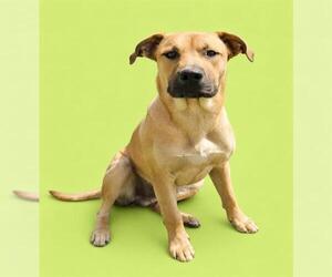 Labrador Retriever-Unknown Mix Dogs for adoption in HESPERIA, CA, USA