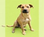 Small Labrador Retriever Mix