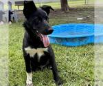 Small #1 Labrador Retriever