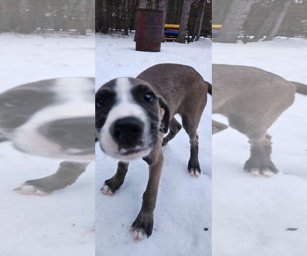 Medium Photo #2 Australian Shepherd-Unknown Mix Puppy For Sale in New London, WI, USA