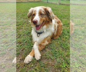 Father of the Miniature Australian Shepherd puppies born on 01/10/2025