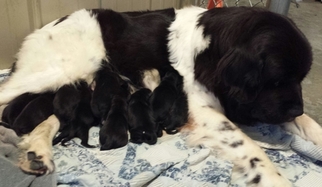 Mother of the Newfoundland puppies born on 10/30/2017