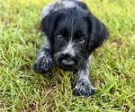 Puppy Brutus German Wirehaired Pointer