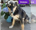 Small Photo #9 Australian Shepherd-Miniature Australian Shepherd Mix Puppy For Sale in MODESTO, CA, USA