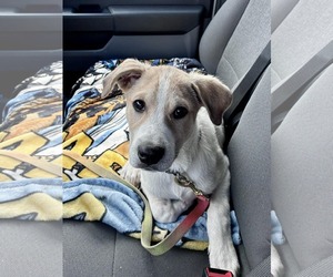 Great Pyrenees-Unknown Mix Dogs for adoption in pomfret, CT, USA