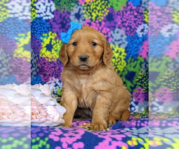 Medium Photo #1 Golden Retriever Puppy For Sale in DELTA, PA, USA