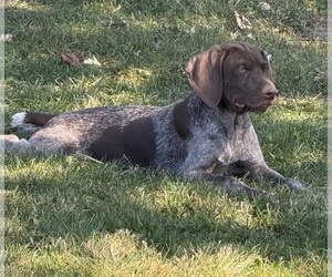 German Shorthaired Pointer Puppy for Sale in SANBORN, New York USA