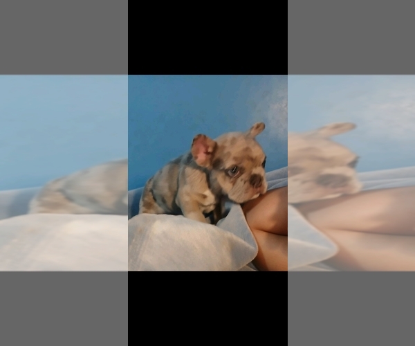 Medium Photo #7 French Bulldog Puppy For Sale in HAMILTON, OH, USA
