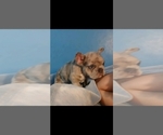 Small #6 French Bulldog