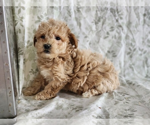 Medium Photo #4 Bichpoo Puppy For Sale in GREENWOOD, WI, USA