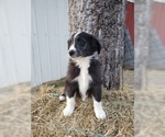 Small Photo #22 Aussiedoodle Puppy For Sale in DOWELLTOWN, TN, USA