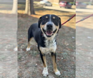 Rottweiler-Unknown Mix Dogs for adoption in Rowlett, TX, USA