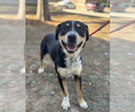 Small Rottweiler Mix