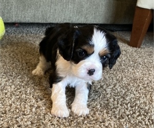 Cavalier King Charles Spaniel Puppy for Sale in FREDERICKSBRG, Pennsylvania USA