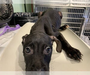 American Staffordshire Terrier-Unknown Mix Dogs for adoption in Grand Prairie, TX, USA