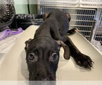 Small American Staffordshire Terrier Mix