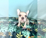 Puppy Yellow French Bulldog