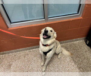 Siberian Husky Dogs for adoption in Pueblo, CO, USA