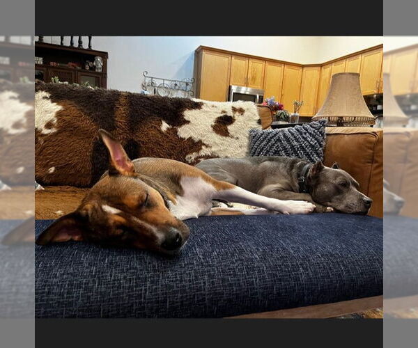 Medium Photo #9 American Pit Bull Terrier-Unknown Mix Puppy For Sale in Fargo, ND, USA