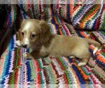 Small Photo #2 Dachshund Puppy For Sale in LAKEBAY, WA, USA