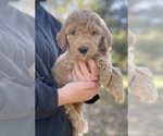 Small Photo #2 Goldendoodle Puppy For Sale in CROCKETT, TX, USA