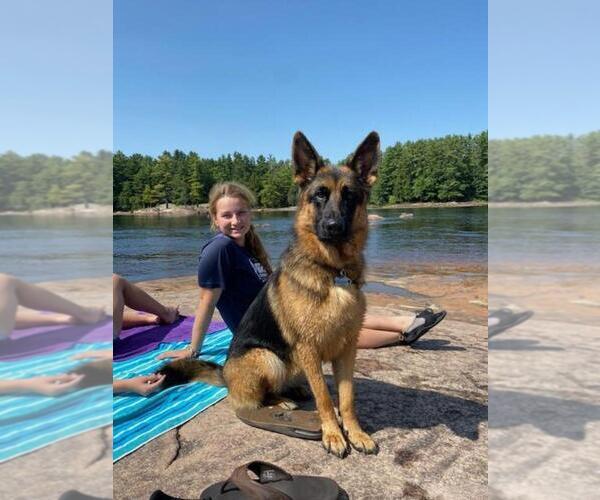 Medium Photo #36 German Shepherd Dog Puppy For Sale in LA FAYETTE, NY, USA