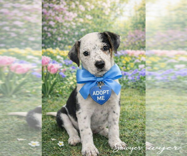 Medium Photo #2 Catahoula Leopard Dog-Unknown Mix Puppy For Sale in Sanford, FL, USA