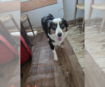 Small #1 Australian Shepherd Mix