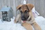 Small Photo #6 German Shepherd Dog Puppy For Sale in HONEY BROOK, PA, USA