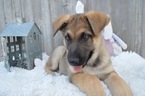 Small #5 German Shepherd Dog