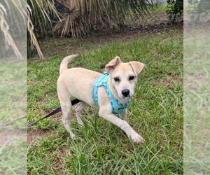 Carolina Dog-Chihuahua Mix Dogs for adoption in Sanford, FL, USA