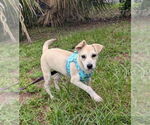 Small Carolina Dog-Chihuahua Mix