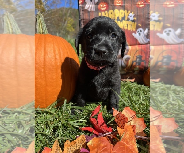 Medium Photo #10 Labrador Retriever Puppy For Sale in NEOLA, WV, USA