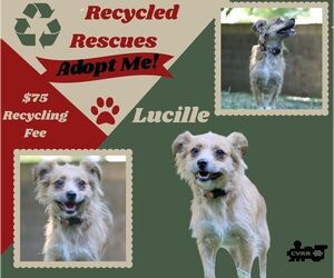 Mutt Dogs for adoption in Lindsay, CA, USA