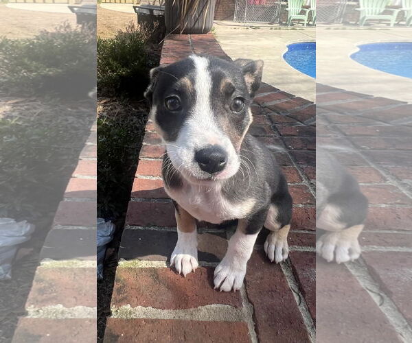 Medium Photo #3 Mutt Puppy For Sale in Mobile, AL, USA