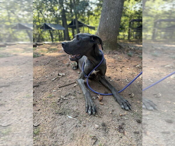 Medium Photo #7 Great Dane Puppy For Sale in New York, NY, USA