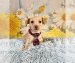 Small #2 Yorkiepoo mix (+ Poodle Toy)
