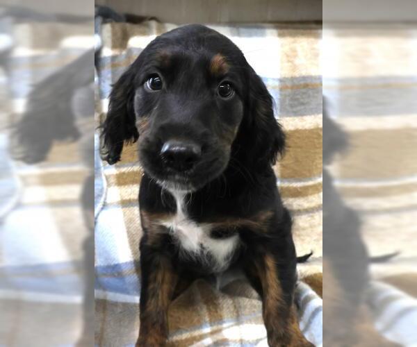Medium Photo #1 Golden Retriever-Unknown Mix Puppy For Sale in Thief River Falls, MN, USA